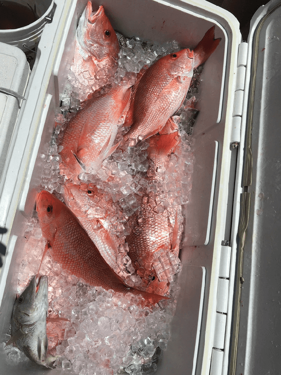 A box filled with ice and small red color fishes